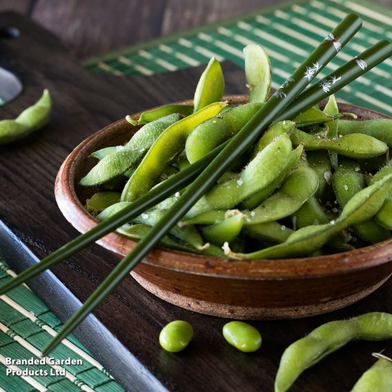 Soya Bean 'Edamame' - Seeds