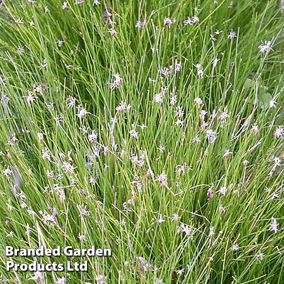 Eleocharis acicularis (Oxygenating Aquatic)