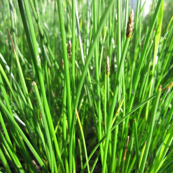 Eleocharis palustris (Marginal Aquatic)
