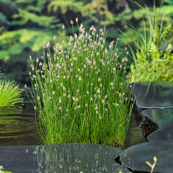 Eleocharis palustris (Marginal Aquatic)