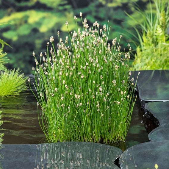 Eleocharis palustris (Marginal Aquatic)
