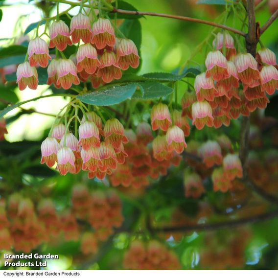 Enkianthus campanulatus