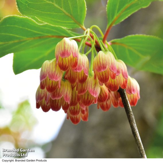 Enkianthus campanulatus
