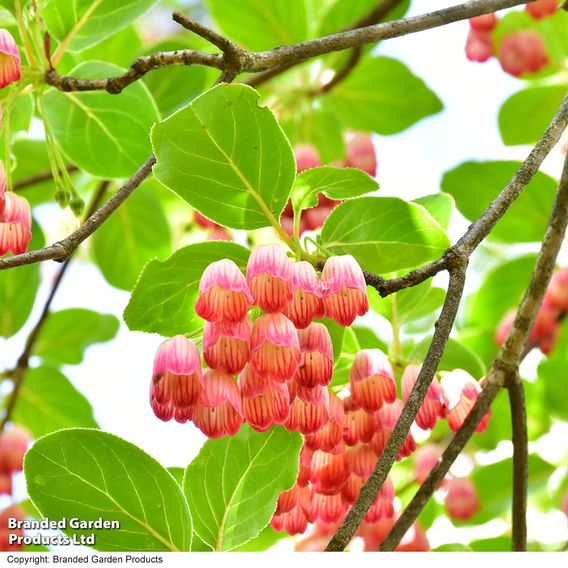 Enkianthus campanulatus
