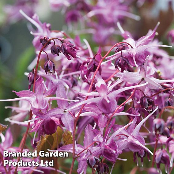 Epimedium 'Lilafee'
