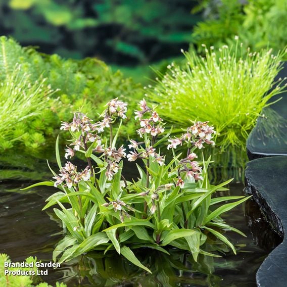 Epipactis palustris (Marginal Aquatic)