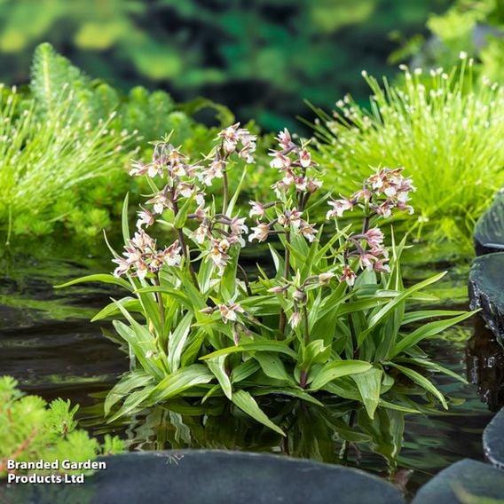 Epipactis palustris (Marginal Aquatic)