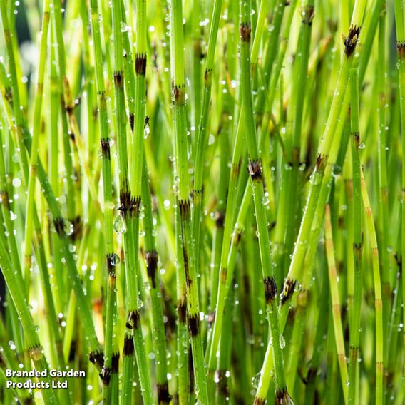 Equisetum fluviatile (Marginal Aquatic)