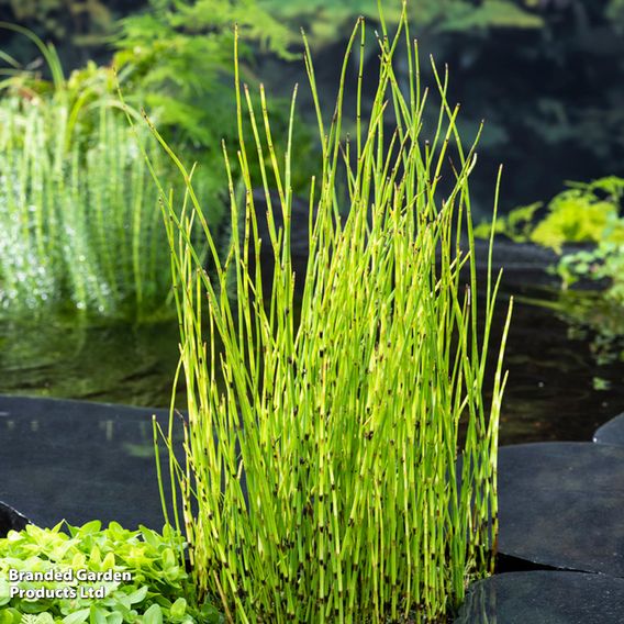 Equisetum fluviatile (Marginal Aquatic)