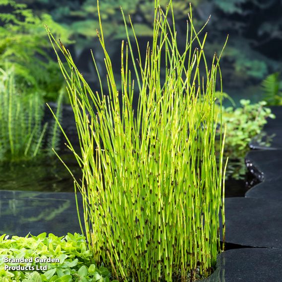 Equisetum fluviatile (Marginal Aquatic)
