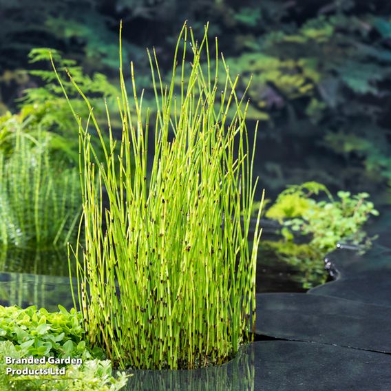 Equisetum fluviatile (Marginal Aquatic)