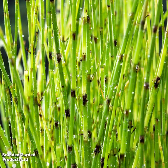 Equisetum fluviatile (Marginal Aquatic)