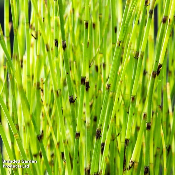 Equisetum fluviatile (Marginal Aquatic)