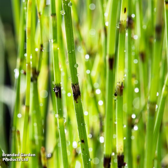 Equisetum fluviatile (Marginal Aquatic)