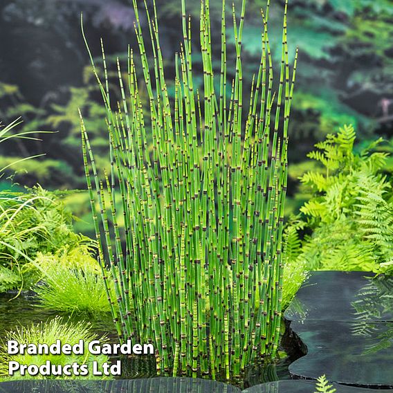 Equisetum japonicum (Marginal Aquatic)