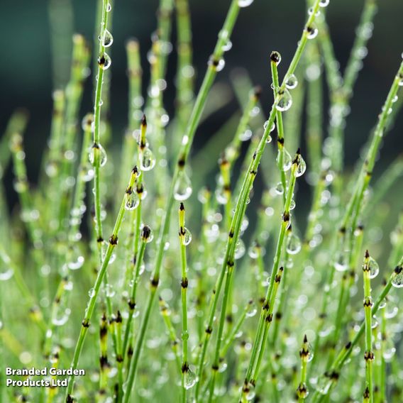 Equisetum scirpoides (Marginal Aquatic)
