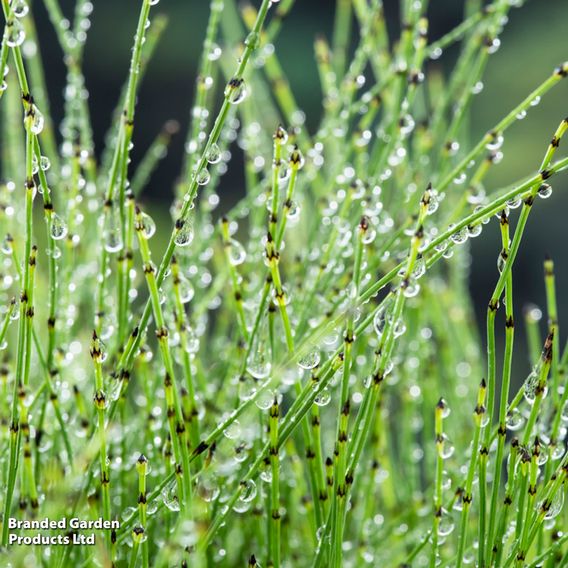 Equisetum scirpoides (Marginal Aquatic)