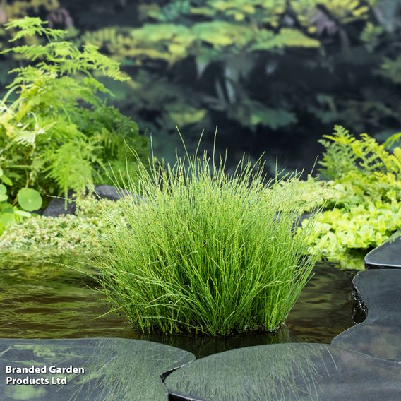 Equisetum scirpoides (Marginal Aquatic)
