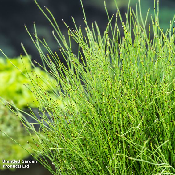 Equisetum scirpoides (Marginal Aquatic)