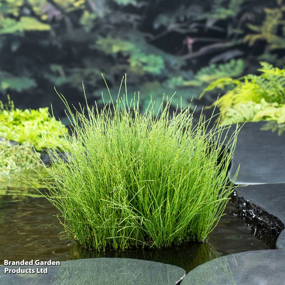 Equisetum scirpoides (Marginal Aquatic)