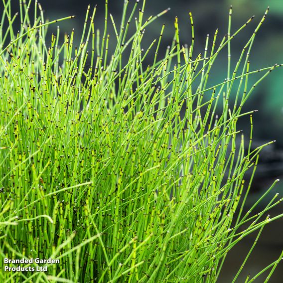 Equisetum scirpoides (Marginal Aquatic)