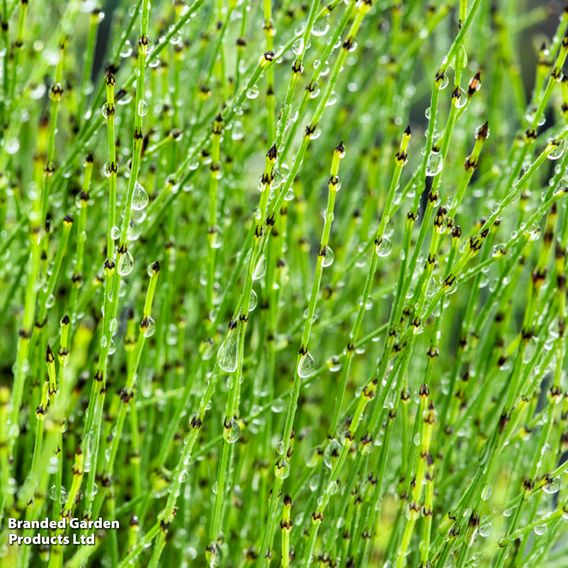 Equisetum scirpoides (Marginal Aquatic)