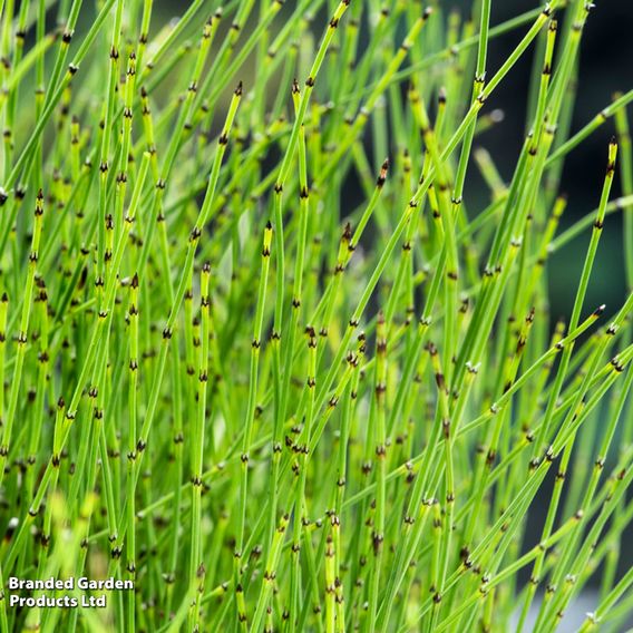 Equisetum scirpoides (Marginal Aquatic)