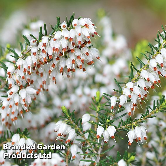 Erica x darleyensis f. albiflora 'White Perfection'