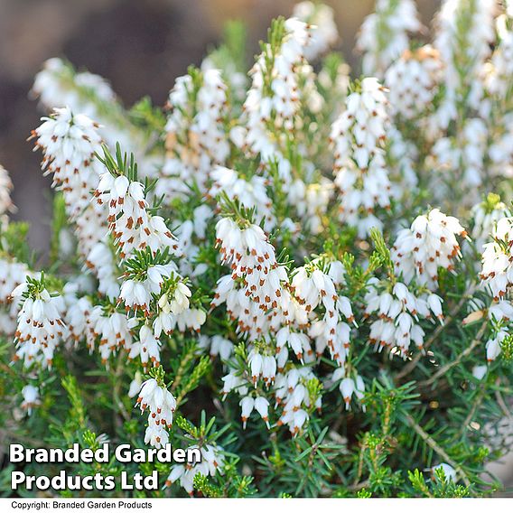 Erica x darleyensis f. albiflora 'White Perfection'