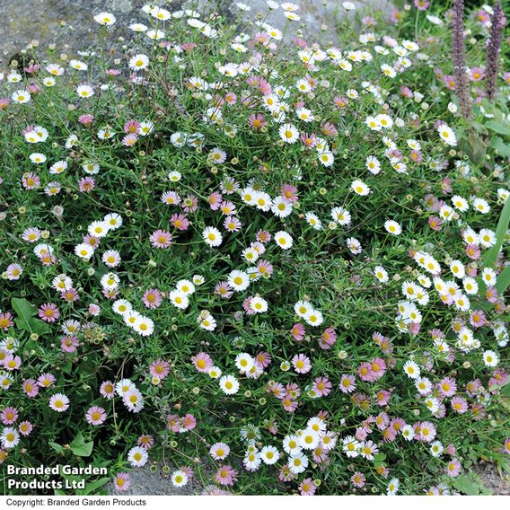Erigeron karvinskianus 'Profusion ' - Seeds