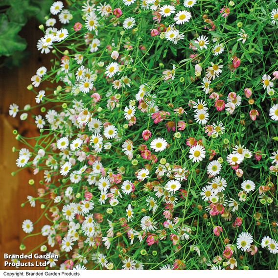 Erigeron karvinskianus 'Profusion ' - Seeds