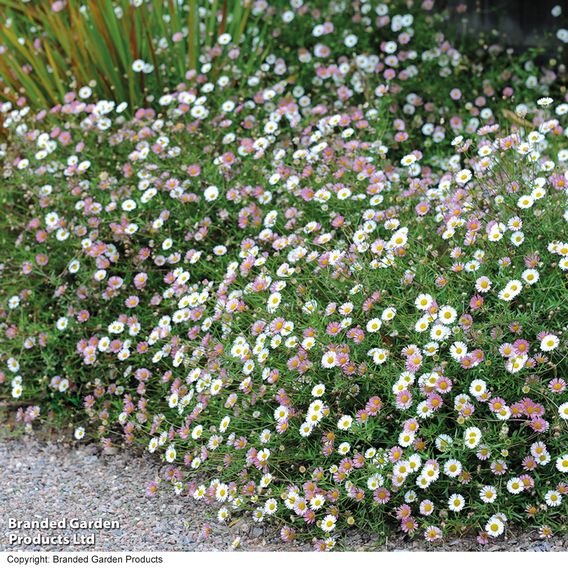 Erigeron karvinskianus 'Profusion ' - Seeds