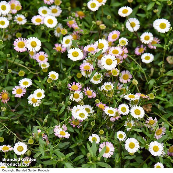 Erigeron karvinskianus 'Profusion ' - Seeds