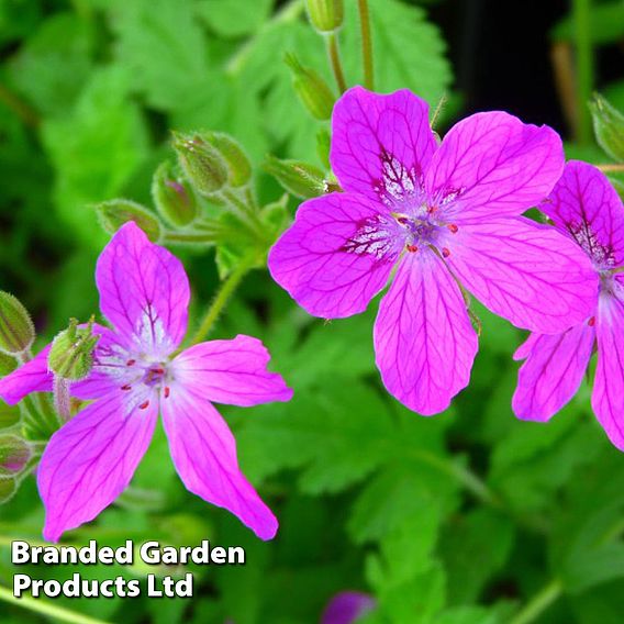 Erodium manescavii