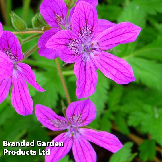 Erodium manescavii