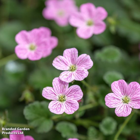 Erodium x variabile 'Flore Plenum'