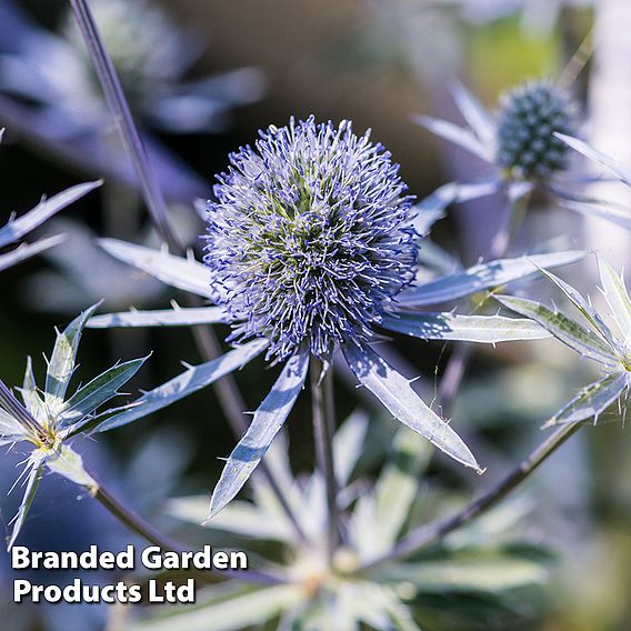 Eryngium planum 'Blue Hobbit'