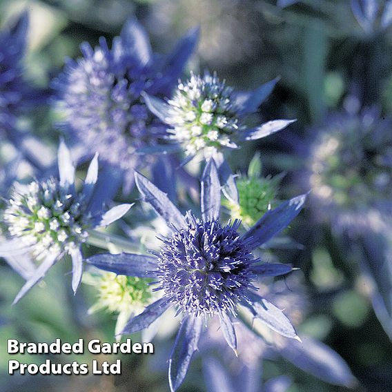 Eryngium planum 'Blue Hobbit'