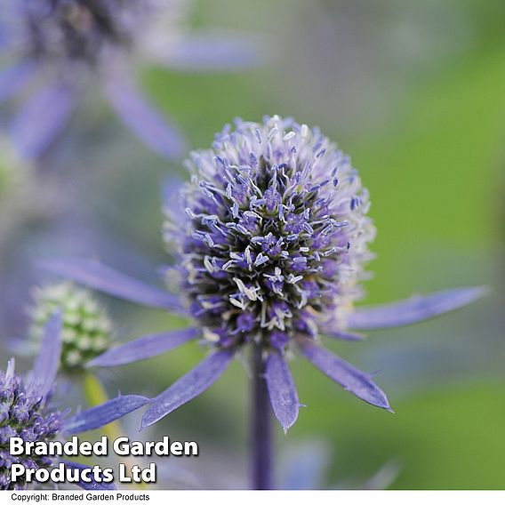 Eryngium planum 'Blue Hobbit'