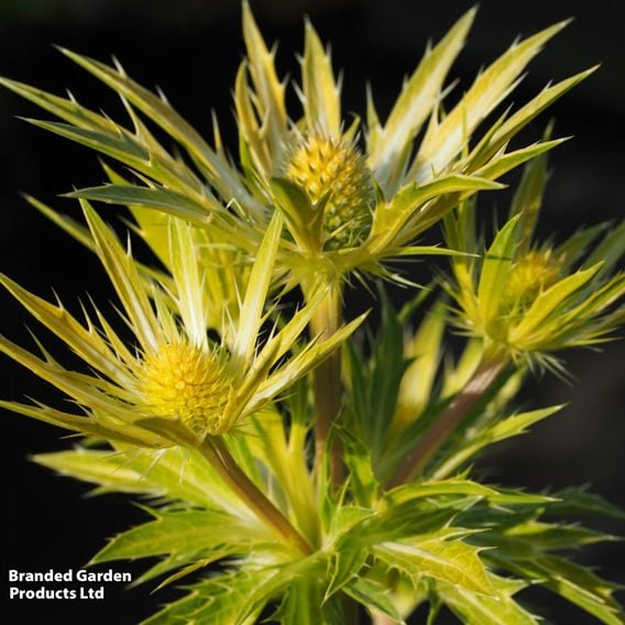 Eryngium 'Neptune's Gold'