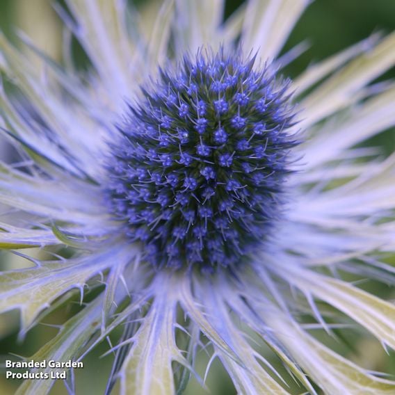 Eryngium 'Neptune's Gold'