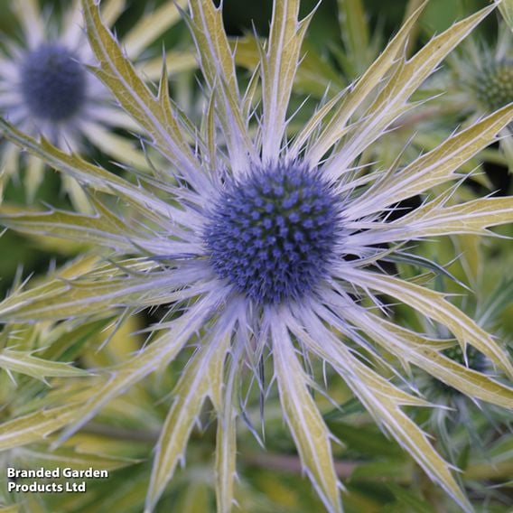 Eryngium 'Neptune's Gold'