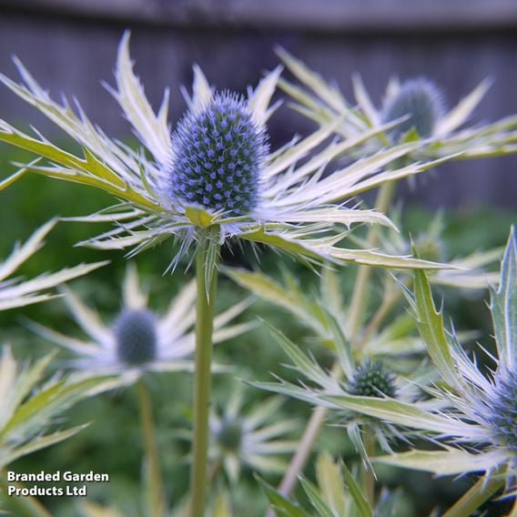 Eryngium 'Neptune's Gold'
