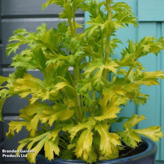 Eryngium 'Neptune's Gold'