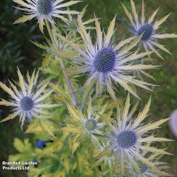 Eryngium 'Neptune's Gold'