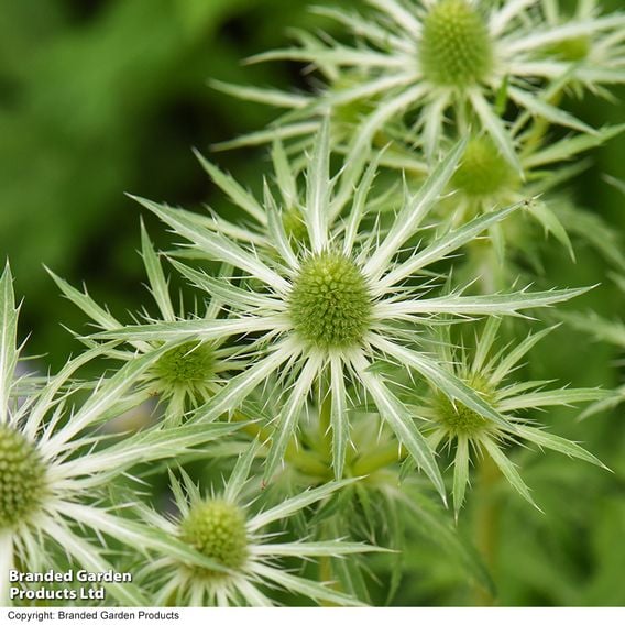 Eryngium 'Neptune's Gold'