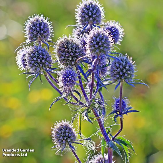 Summer Plant + Bulb Bundle