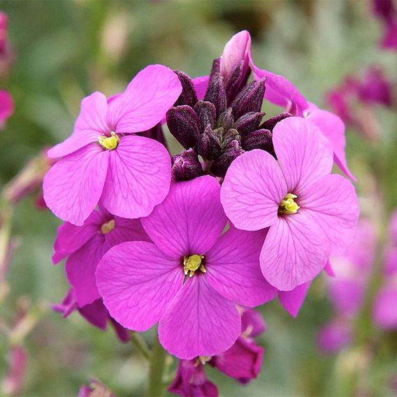 Wallflower 'Bowles's Mauve'