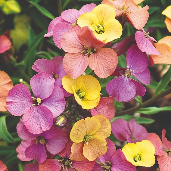 Erysimum 'Artist Paintbox'