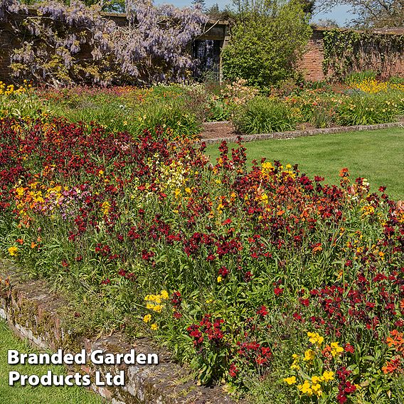 Wallflower 'Harlequin Mixed'